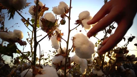 Man picking cotton in the field Stock Footage 149002907
