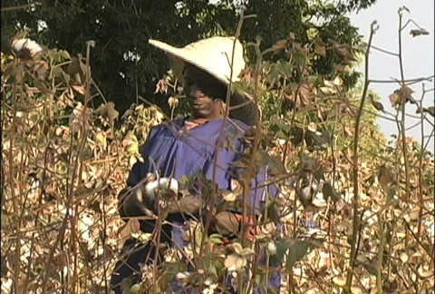 Man picking cotton  動画素材 274009