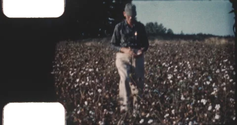 Man picking cotton Stock Footage 220928426