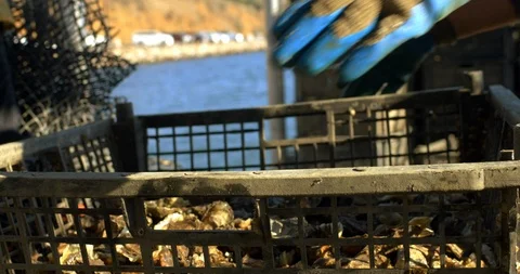 Man picking up a crate of oysters. Vidéo 88372135