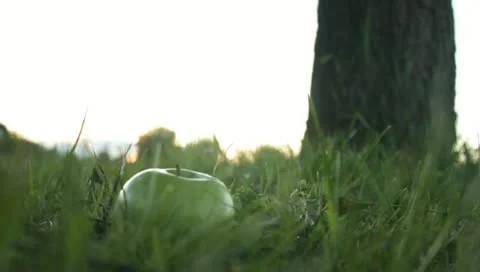 Man picking up fallen apple Stock Footage 11292377