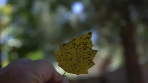A man picking up a fallen leaf in early Autumn Stock Footage 251835515