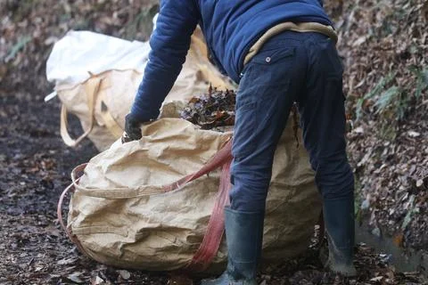 A man picking up fallen leaves Stock Photos
