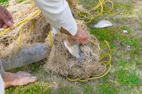 A man is picking fish from net on grass Stock Photos