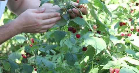 Man picking fresh berries on raspberry field. Stock Footage 161112437