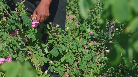 Man picking fresh pink rose petals. Close up view of his cracked hands.  Stock Footage 121552913