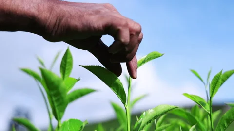 Man picking fresh tea crop, 4k slow motion video Stock Footage 291969618