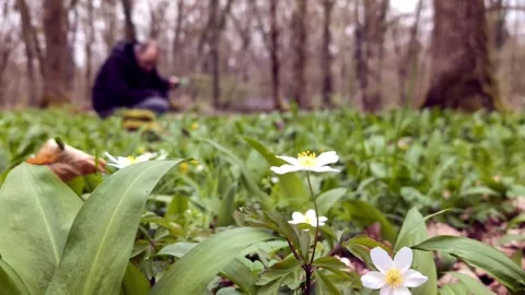 A man picking fresh wild garlic (allium ursinum) in woodland. Stock Footage 305677700