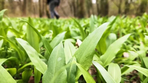 A man picking fresh wild garlic (allium ursinum) in woodland. Video stock 305677740