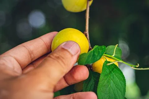 A man picking fruit from the tree, orchard, healthy food Stock Photos