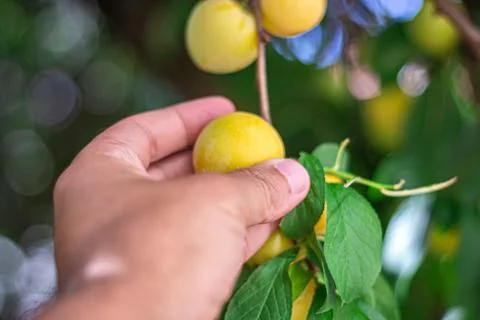 A man picking fruit from the tree, orchard, healthy food Foto stock