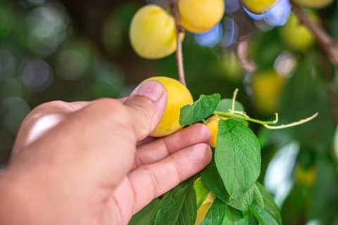 A man picking fruit from the tree, orchard, healthy food Stock Photos
