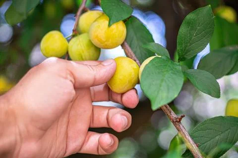 A man picking fruit from the tree, orchard, healthy food Stock Photos