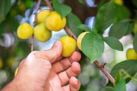 A man picking fruit from the tree, orchard, healthy food Stock Photos