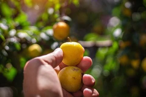 A man picking fruit from the tree, orchard, healthy food Foto stock