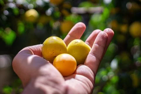A man picking fruit from the tree, orchard, healthy food Stock Photos