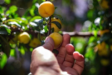 A man picking fruit from the tree, orchard, healthy food Foto stock
