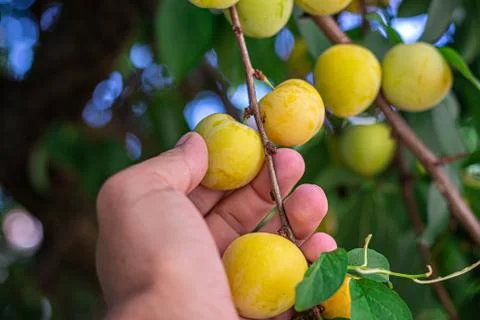 A man picking fruit from the tree, orchard, healthy food Stock-Fotos