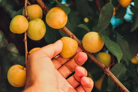 A man picking fruit from the tree, orchard, healthy food Stock Photos