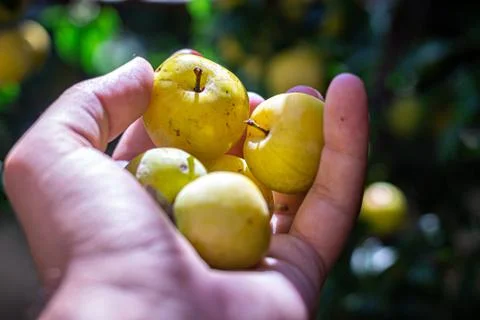 A man picking fruit from the tree, orchard, healthy food Stock Photos
