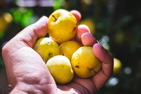 A man picking fruit from the tree, orchard, healthy food Stock Photos
