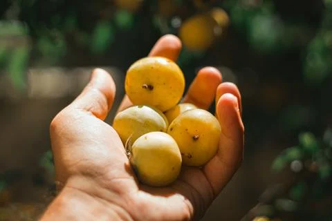 A man picking fruit from the tree, orchard, healthy food Stock Photos