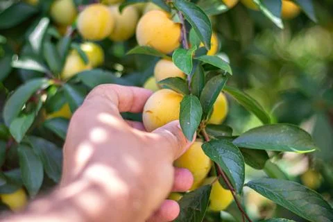 A man picking fruit from the tree, orchard, healthy food Stock Photos