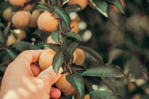 A man picking fruit from the tree, orchard, healthy food Stock Photos