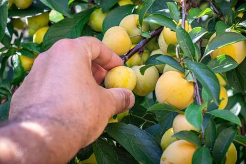 A man picking fruit from the tree, orchard, healthy food Foto stock