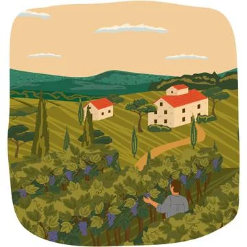 Man picking grape over rural vineyard landscape 库存插图