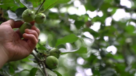 Man picking green apples from the tree Stock Footage 64771855