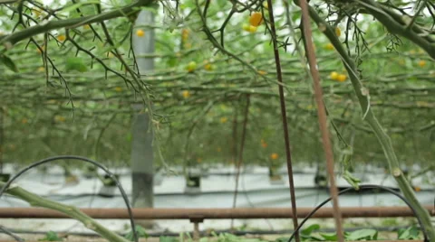 Man picking / harvesting tomatoes with trailer Stock Footage 58626735