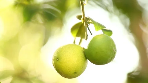 Man picking the lemon from tree Stock Footage 99282466