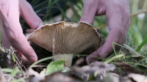 A man picking mushroom without knife. Autumn mushroom picking. 0 degreese angle. Video stock 160579231