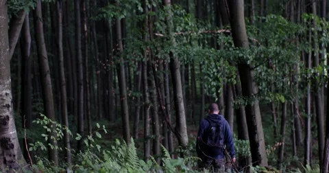 Man Picking Mushrooms in the Forest Stock Footage 64231953