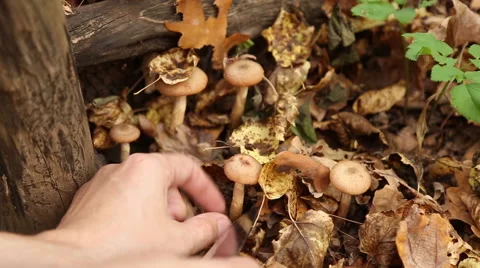 A man picking mushrooms in the forest Stock Footage 68377208