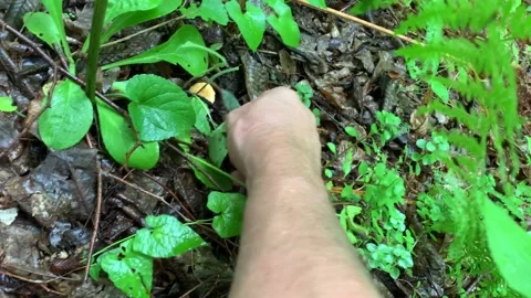 Man picking mushrooms in the forest Stock Footage 153070693