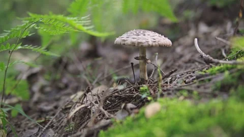 Man picking mushrooms in the forest Stock Footage 160808250