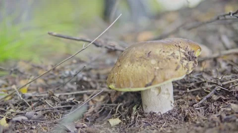 Man picking mushrooms in the forest Stock Footage 160808827