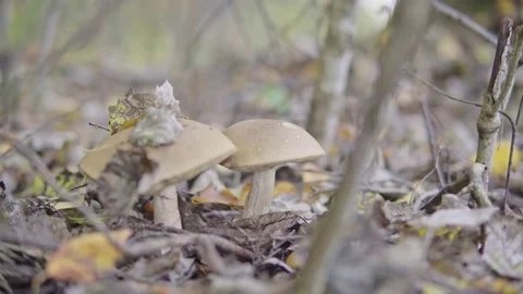Man picking mushrooms in the forest Stock Footage 160809432