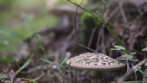 Man picking mushrooms in the forest Stock Footage 160810013