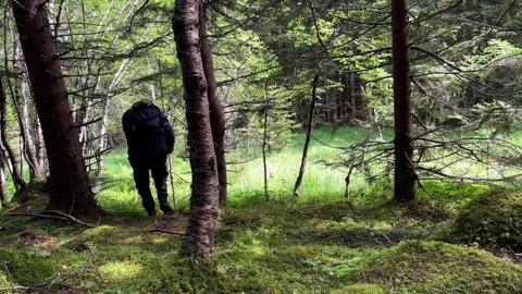 A man picking mushrooms in the forest Stock Footage 337364952