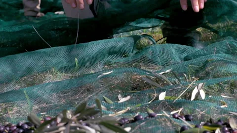 Man picking olives in field 스톡 동영상 233899475
