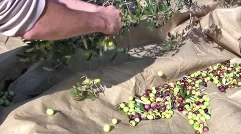 Man picking olives from tree Stock Footage 8970300