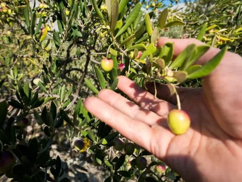 Man picking olives from tree 库存照片