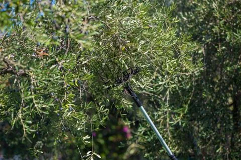 Man picking olives from tree using telescopic electric machine. Italian olive Stock Photos