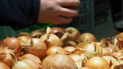 Man picking an onion Stock Footage 122373294