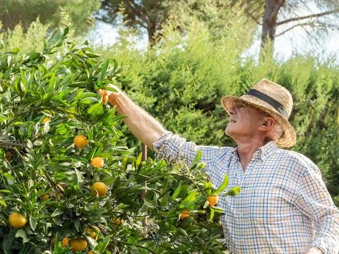 Man Picking Oranges from Tree Stock Photos