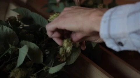 Man picking out hops from vine Video stock 116838097