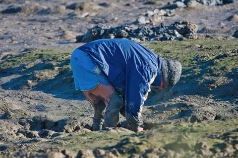 Man picking oysters and shellfish in the mudy area within low tide. Spain Stockfoto's